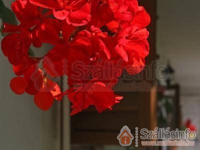 Diófa Panzió (Dél-Dunántúl > Baranya megye > Villány)